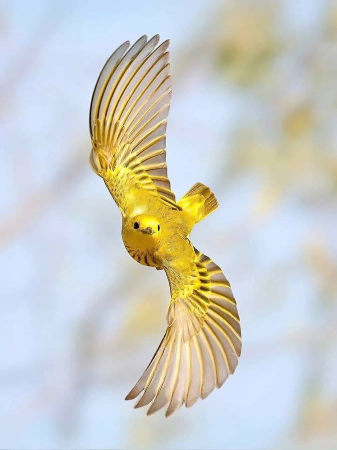 A Yellow Warbler