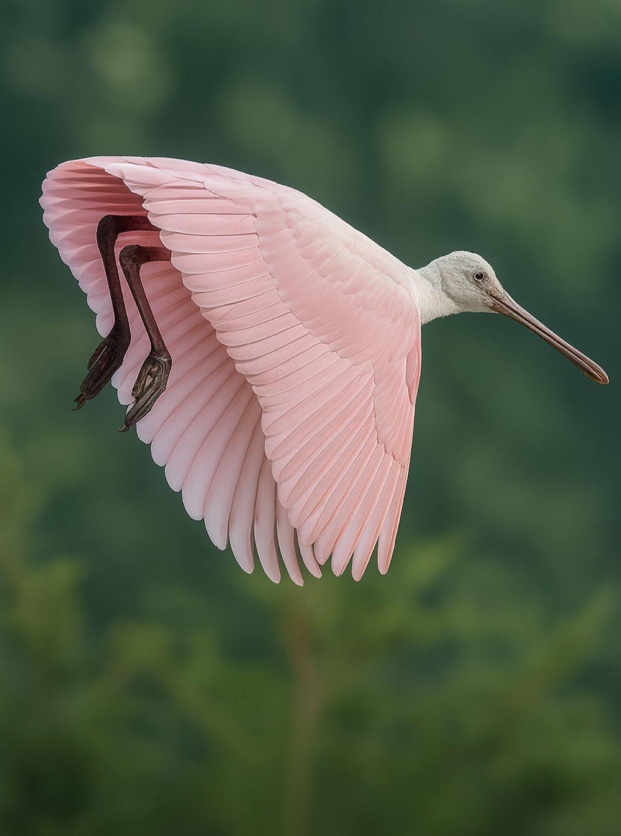 Roseate Spoonbill